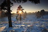 Sonnenstern �berstrahlt Baum Schneelandschaft Naturbild Winter-Romantik Winterstimmung Naturfoto