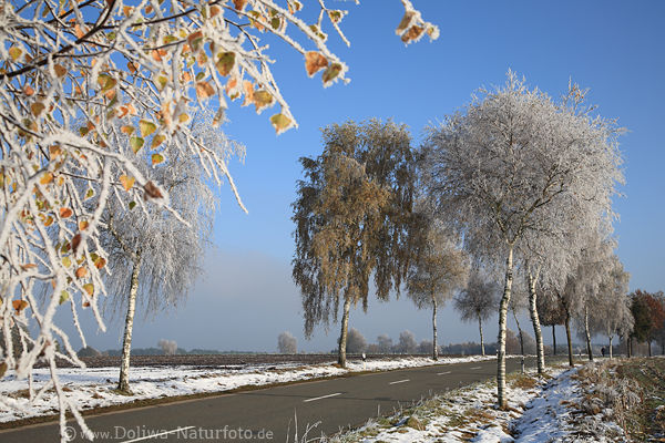 Winterstrasse vereiste B�umenbl�tter in Rauhreif