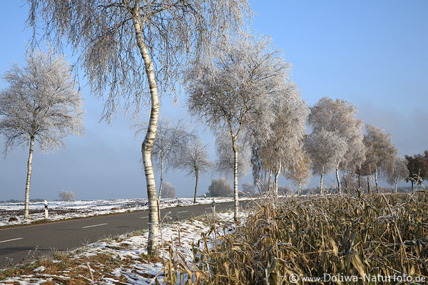Frostschnee Winterfoto Birkenallee in Eisstarre gefroren