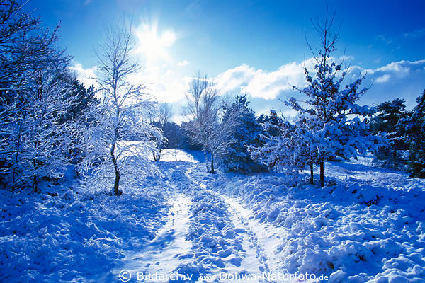 Winter Sonne-Gegenlicht Landschaft-Romantik Schnee Naturweg blau Frost