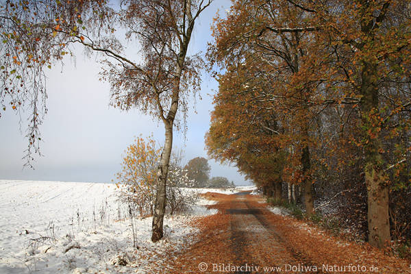 Winterweg Laub Herbstbl�tter Schneelandschaft Birke B�ume Landstrasse-Allee