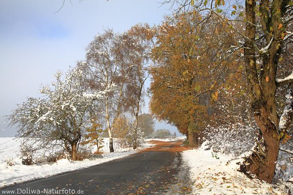 Winterschnee am Landweg B�ume mit Bl�tter Laub Landschaft Bild Naturfoto
