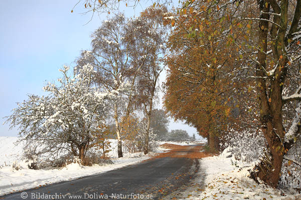 Winterweg Schneelandschaft Bild B�umeLaub Herbstbl�tter Foto Allee Sonnenschein
