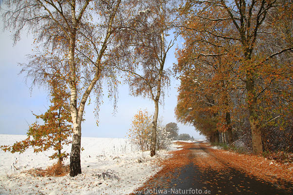 Winter Herbstallee Laubbltter Schnee Landschaft Naturfoto Birken Bume gelbrote Farben