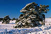 Schneelandschaft Winterbild geneigte Kiefernbäume winterlicher Sonnenlicht Naturfoto