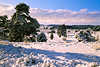 Winterbild weißer Schneelandschaft Naturbild Bäume Schneedecke in Sonnenschein Weitblick