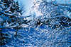 Zweige in Eisschnee Frost Wegspur Landschaftbild Naturstimmung blau-weiss Winterzauber
