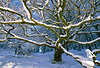 Eiche Ast-Zweige Schnee Landschaftsfotografie in Waldlichtung Sonnenschein