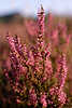 Heidekrautblte Naturflora