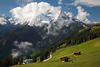 Zillertal Alpengipfel Grinberg in Schnee Hochgebirge saftige Grünalme Hangwiese Naturfoto