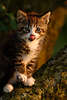 43821_ Katzen süsse Tierkinder, Kätzchen niedliche Porträts